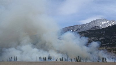 A forest in Jasper National Park with heavy smoke from fire.