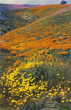 California wildflowers