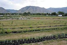 100 Years of Research and Science at the Greenville Farm