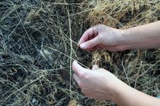 Cheatgrass