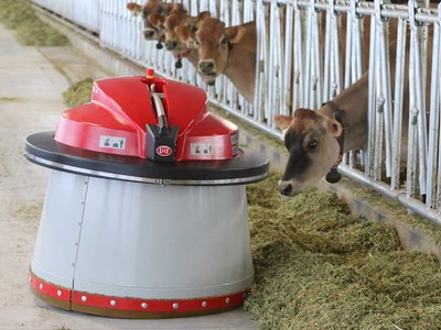 A robot also pushes hay to cows in the new barn