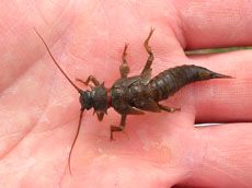 a salmonfly