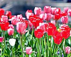 a tulip bed on the USU campus