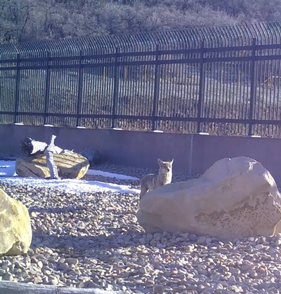 Coyote using wildlife overpass in Parley's Canyon.