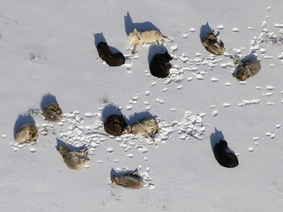 wolves resting