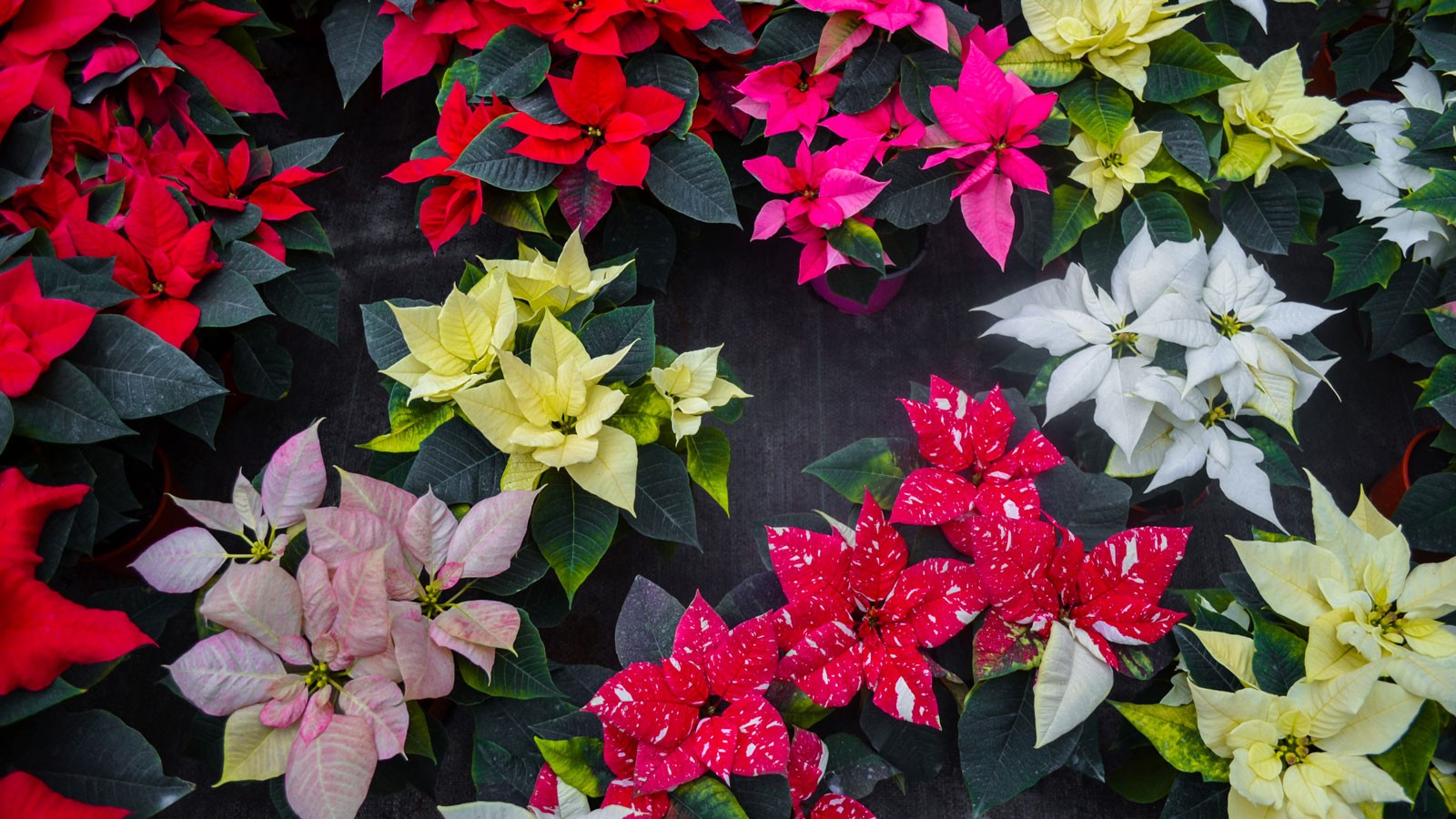 Several colors of poinsettias.