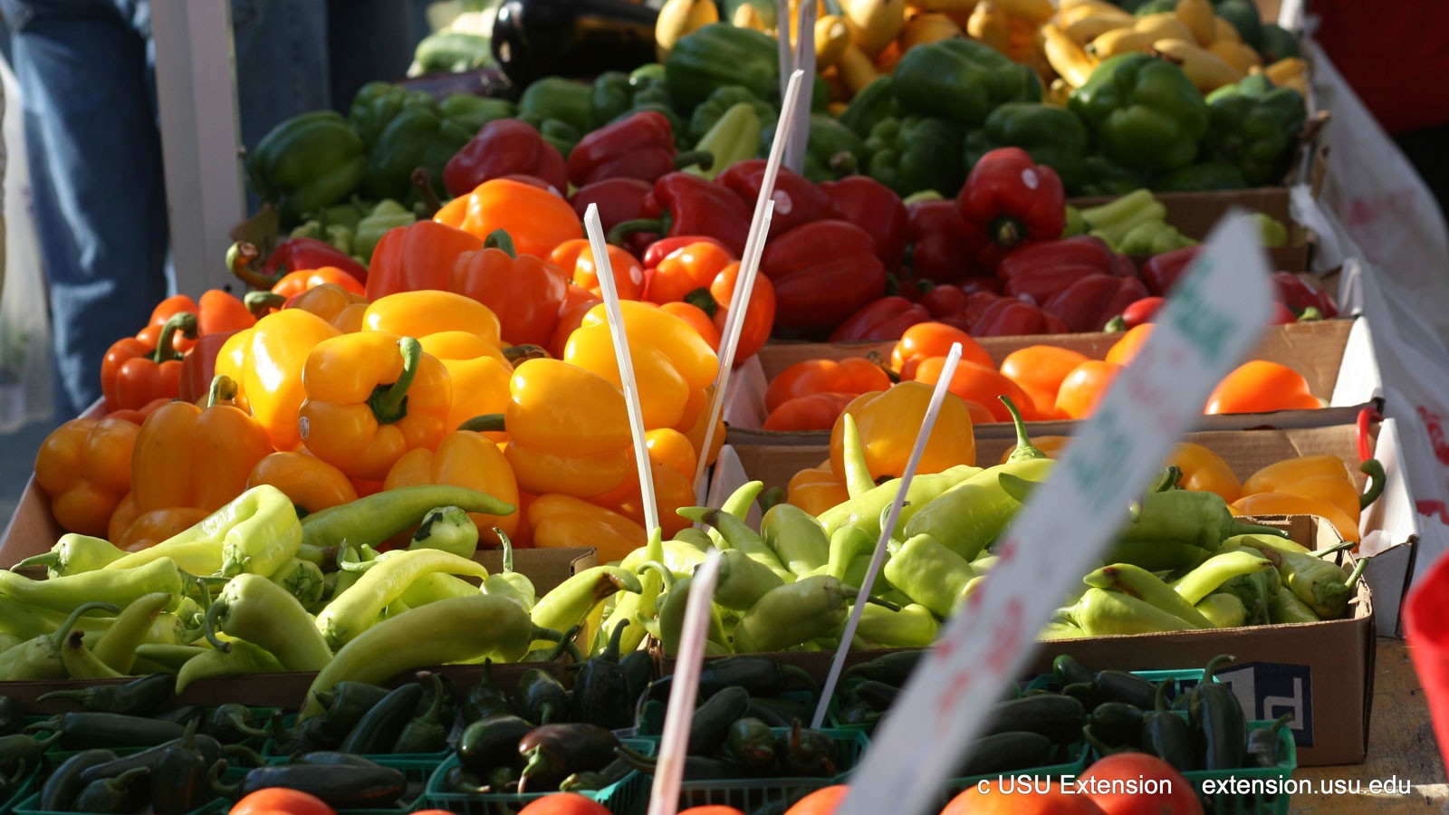 Peppers are displayed at the Cache Valley Gardener's Market.