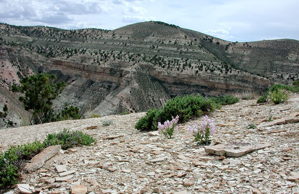 Pink-flowering plants on a rocky desert slope.