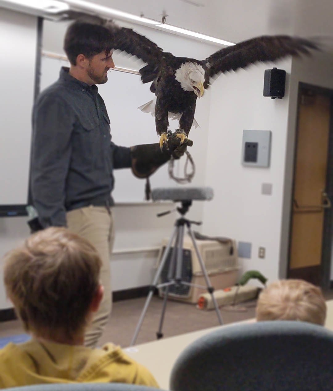 A bald eagle flaps its wings while perched on a gloved hand in a USU classroom.