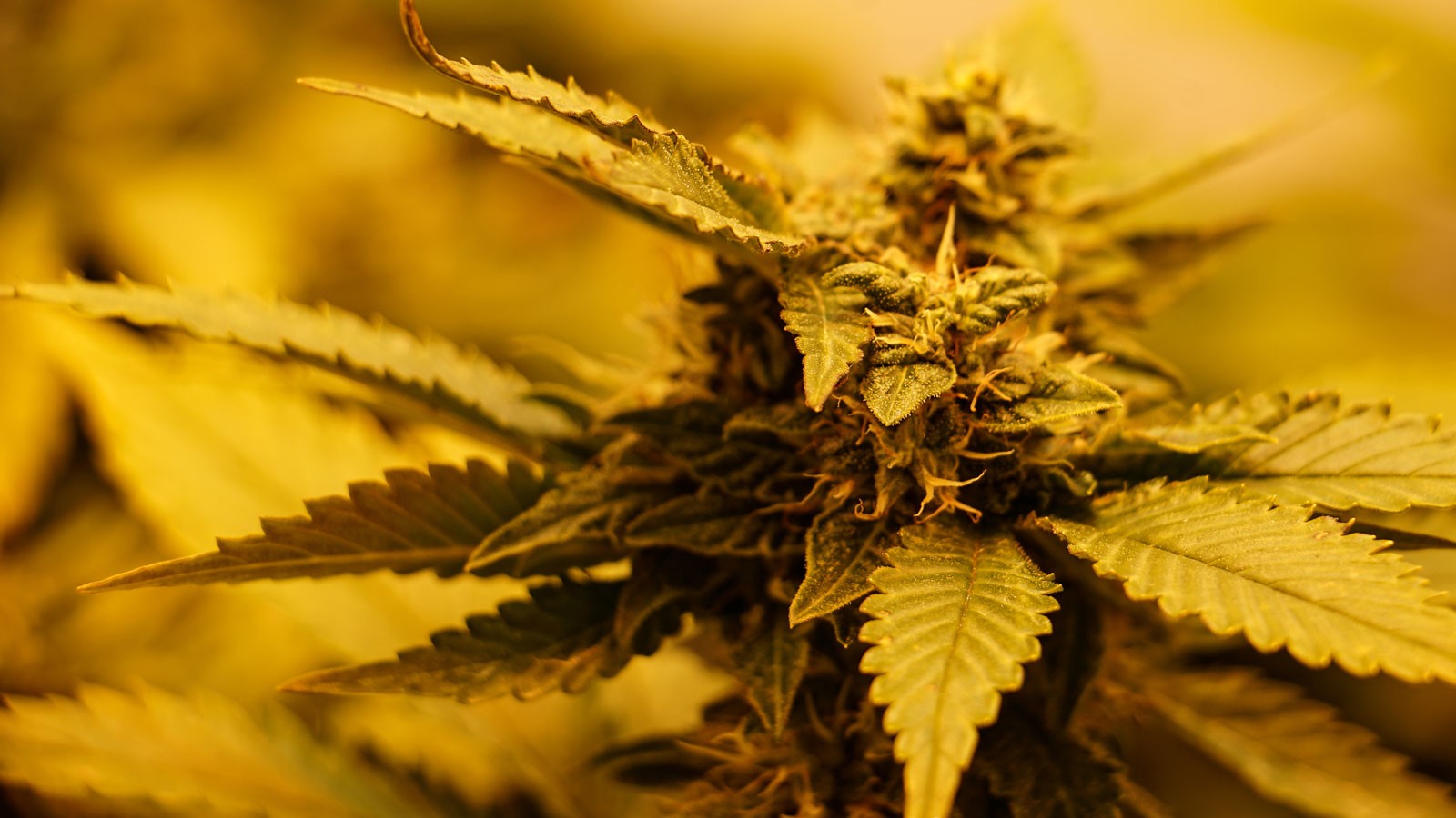 A cannabis plant.