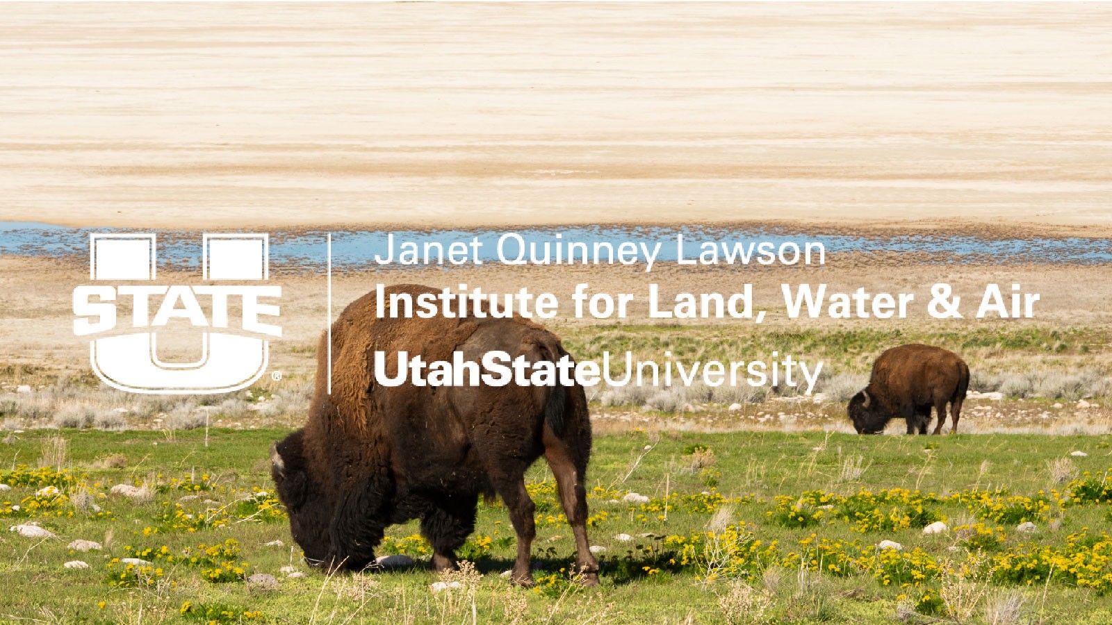 Bison grazing. Text Reads: Janet Quinney Lawson Institute for Land, Water and Air.