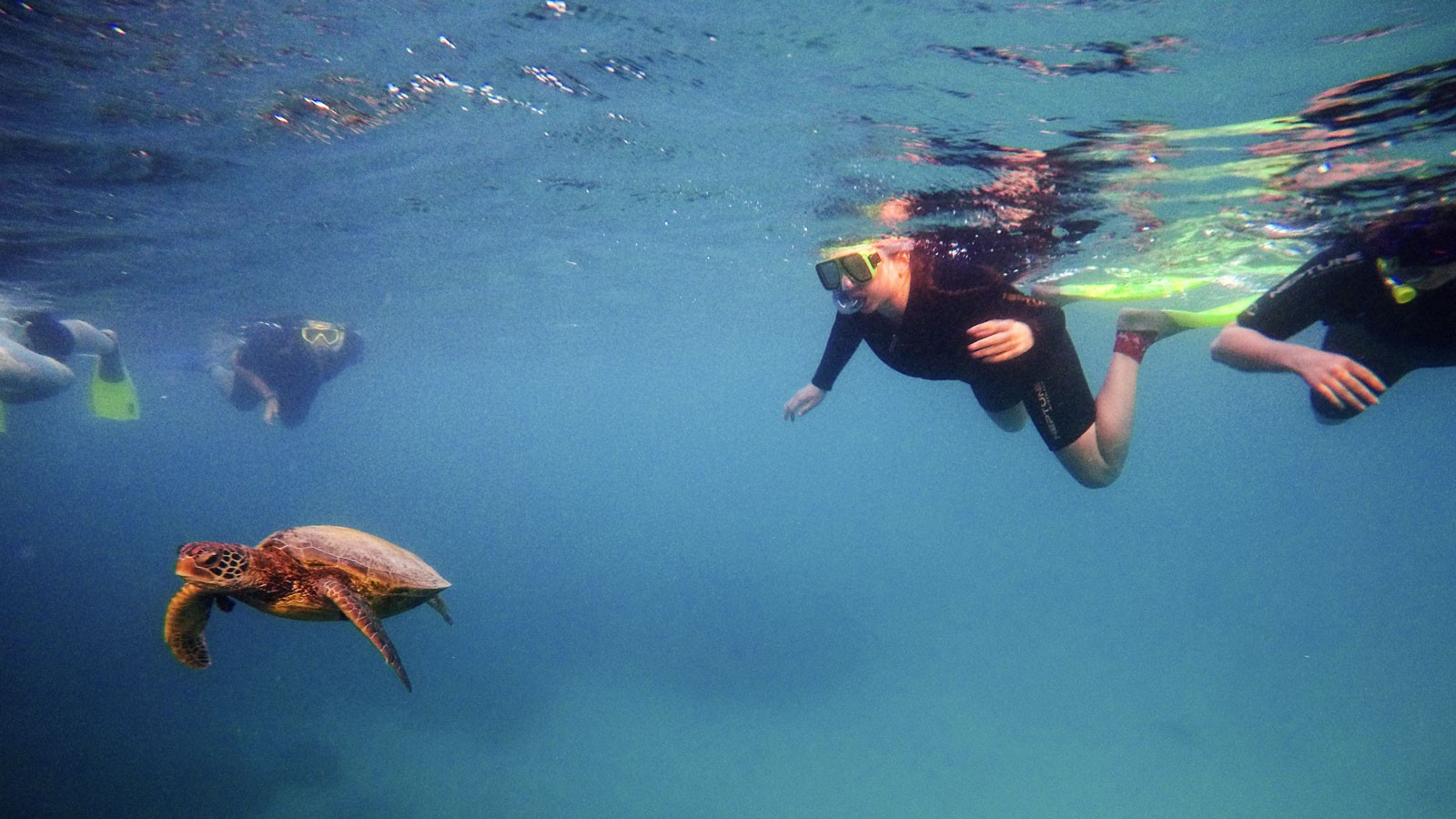 Students swimming in the ocean with a sea turtle.