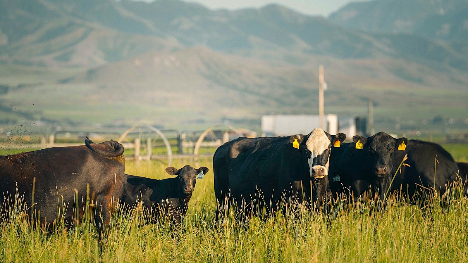 Cattle in a field.