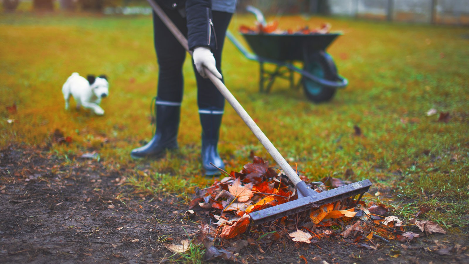 A person raking leaves.