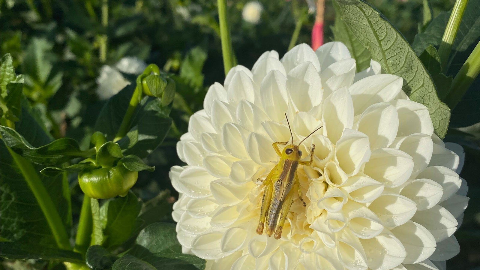 A grasshopper on a flower.