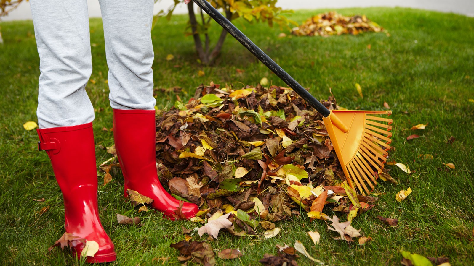 A person raking leaves.
