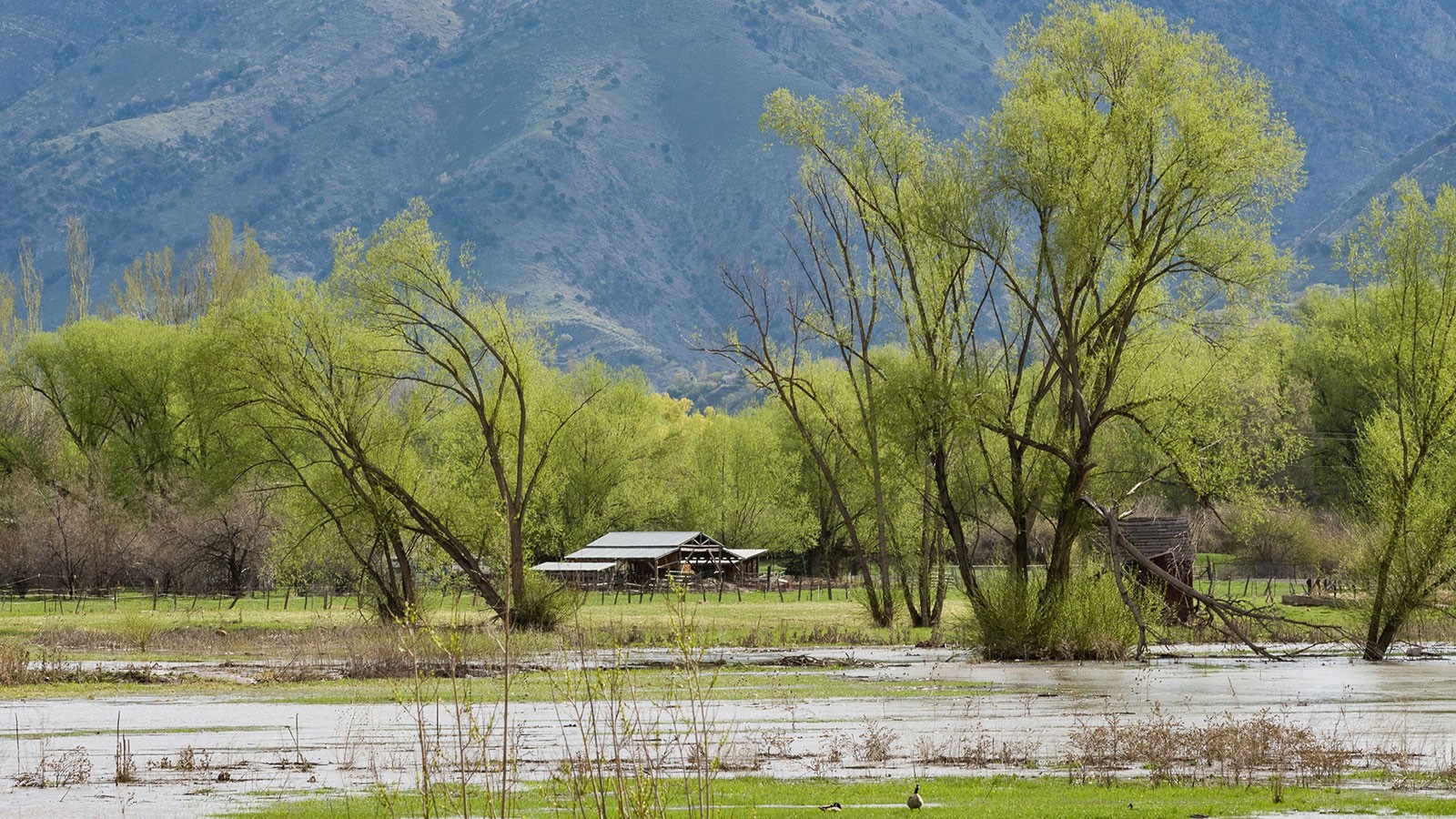 Flooded logan river with barn in the background. 