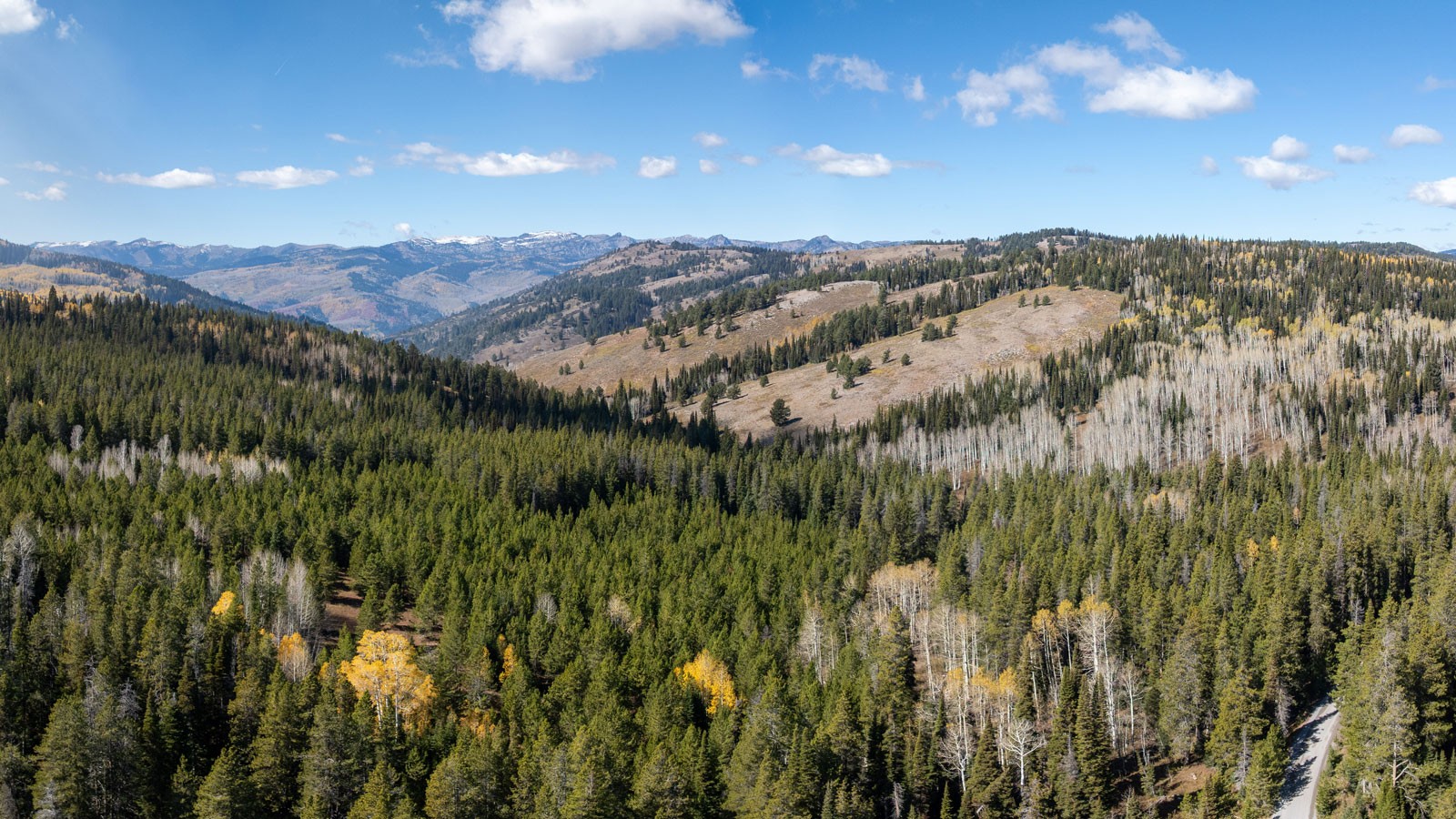 An aerial view of a forest.