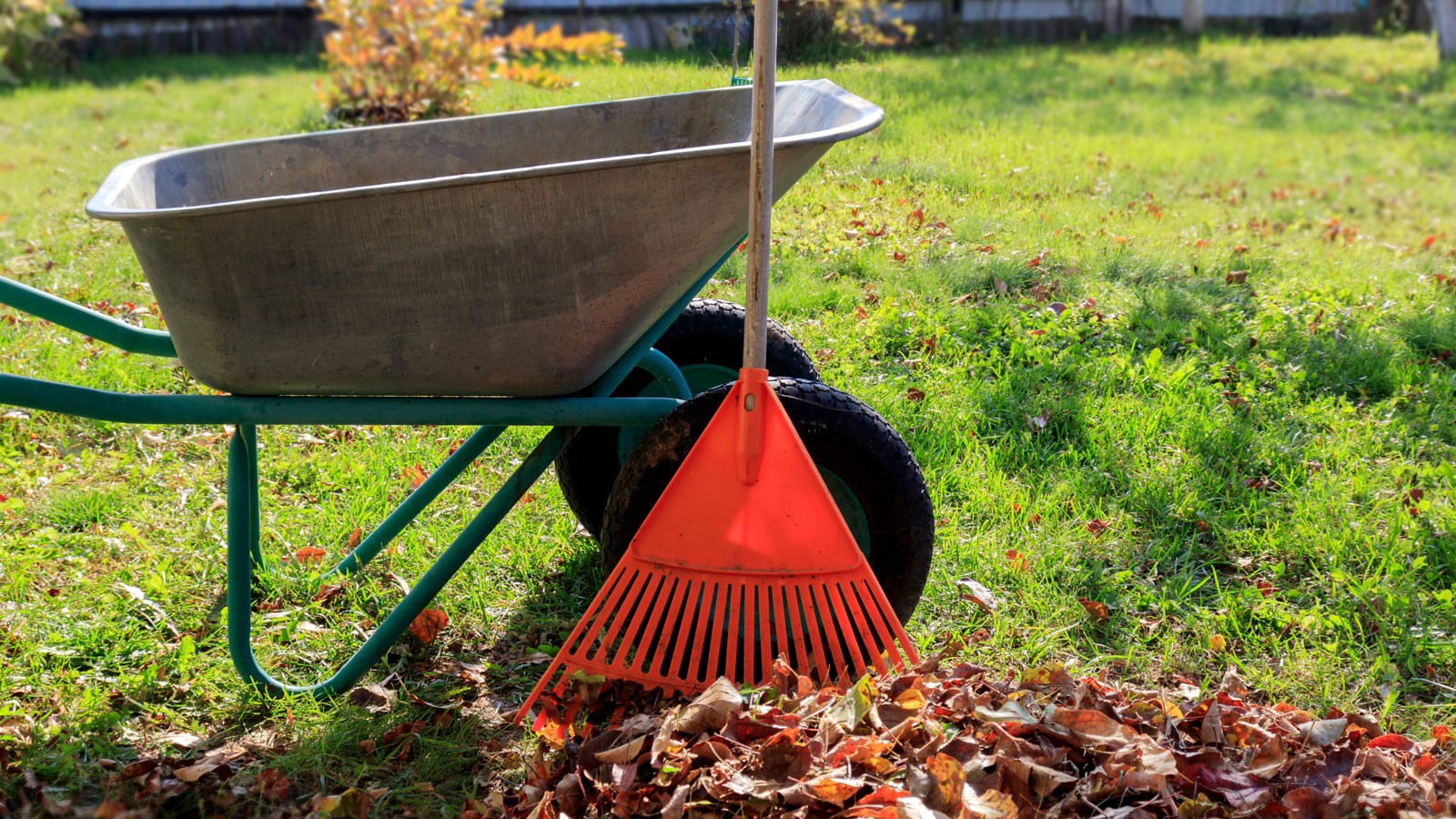 Raked leaves by a wheelbarrow.