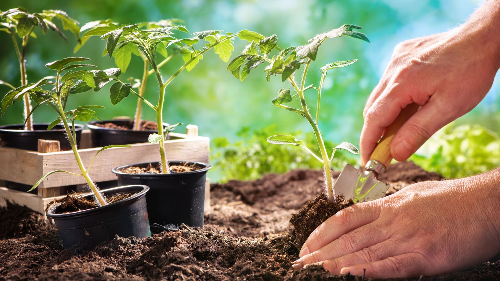 A person planting starts in a garden.