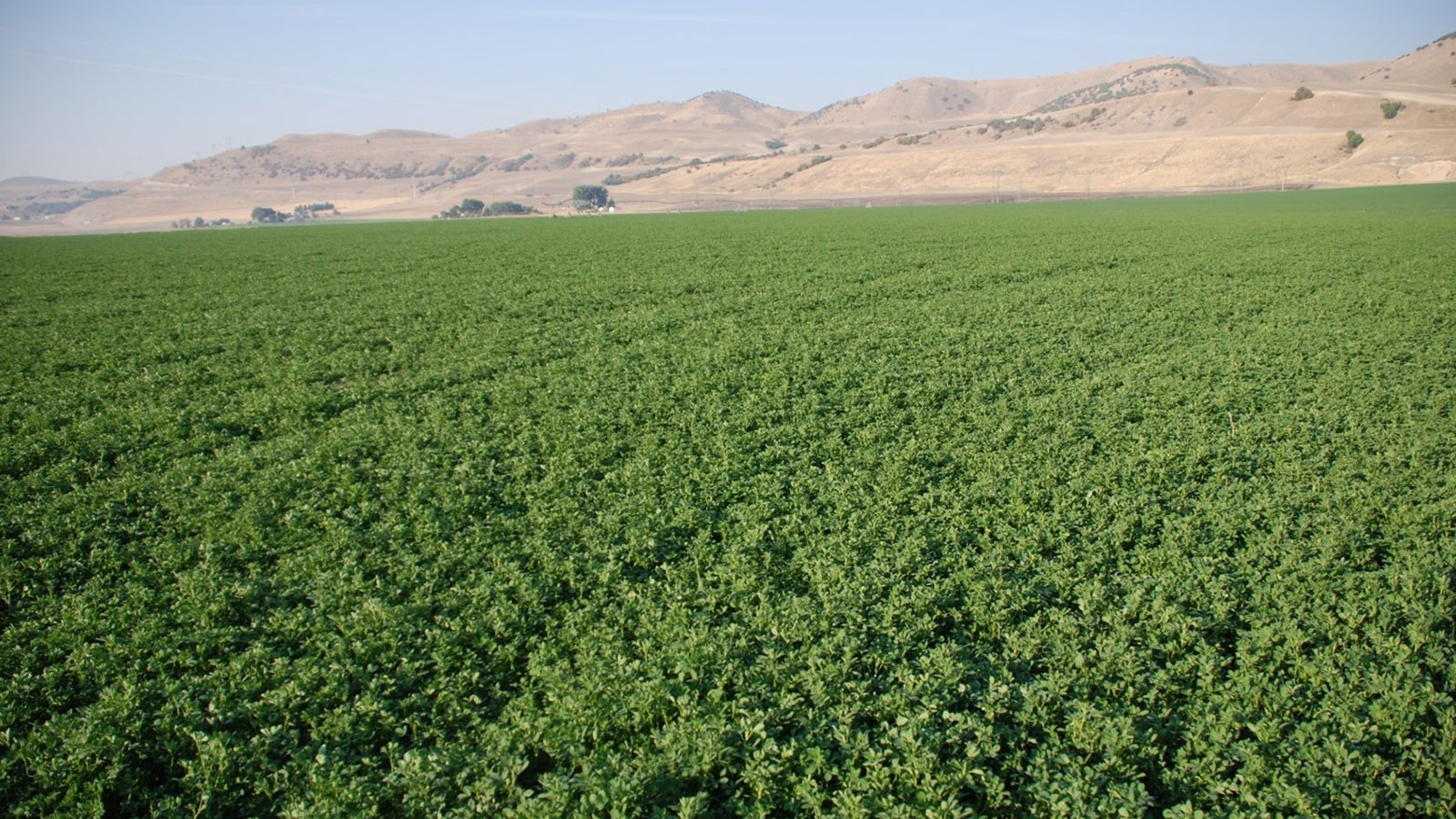 A crop field.