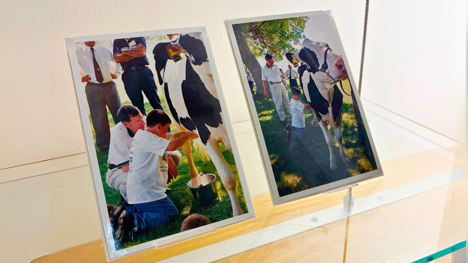 A display shelf holding two photographs of a boy milking a cow.