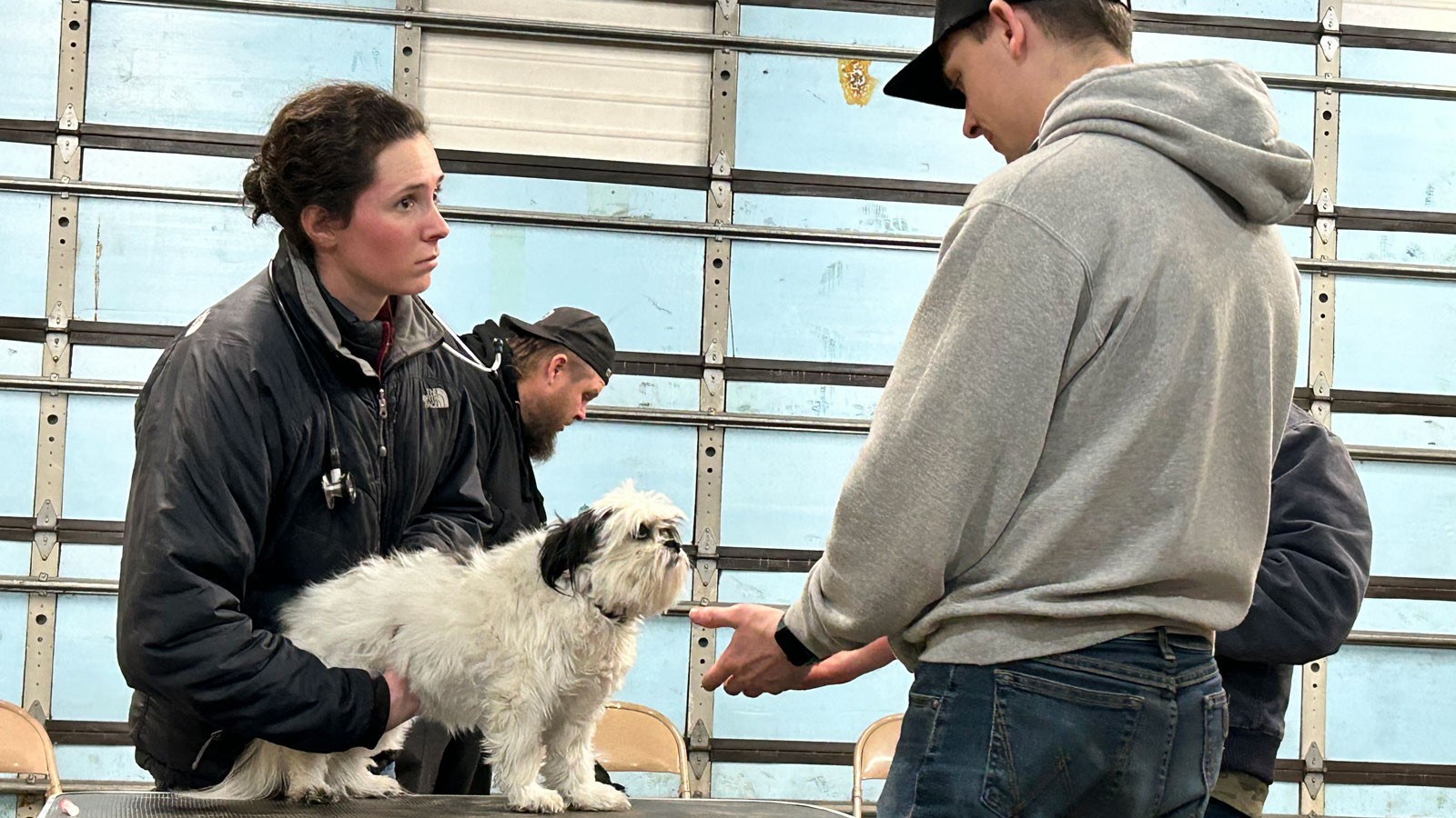 People examining a dog.