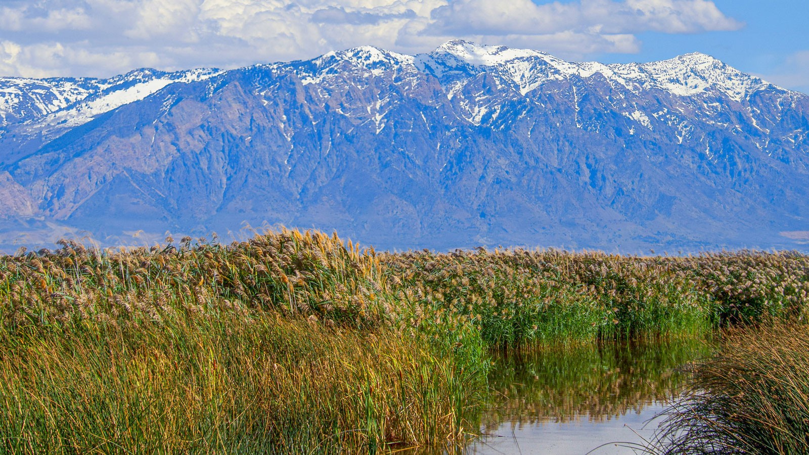 Wetlands in front of a mountain range.