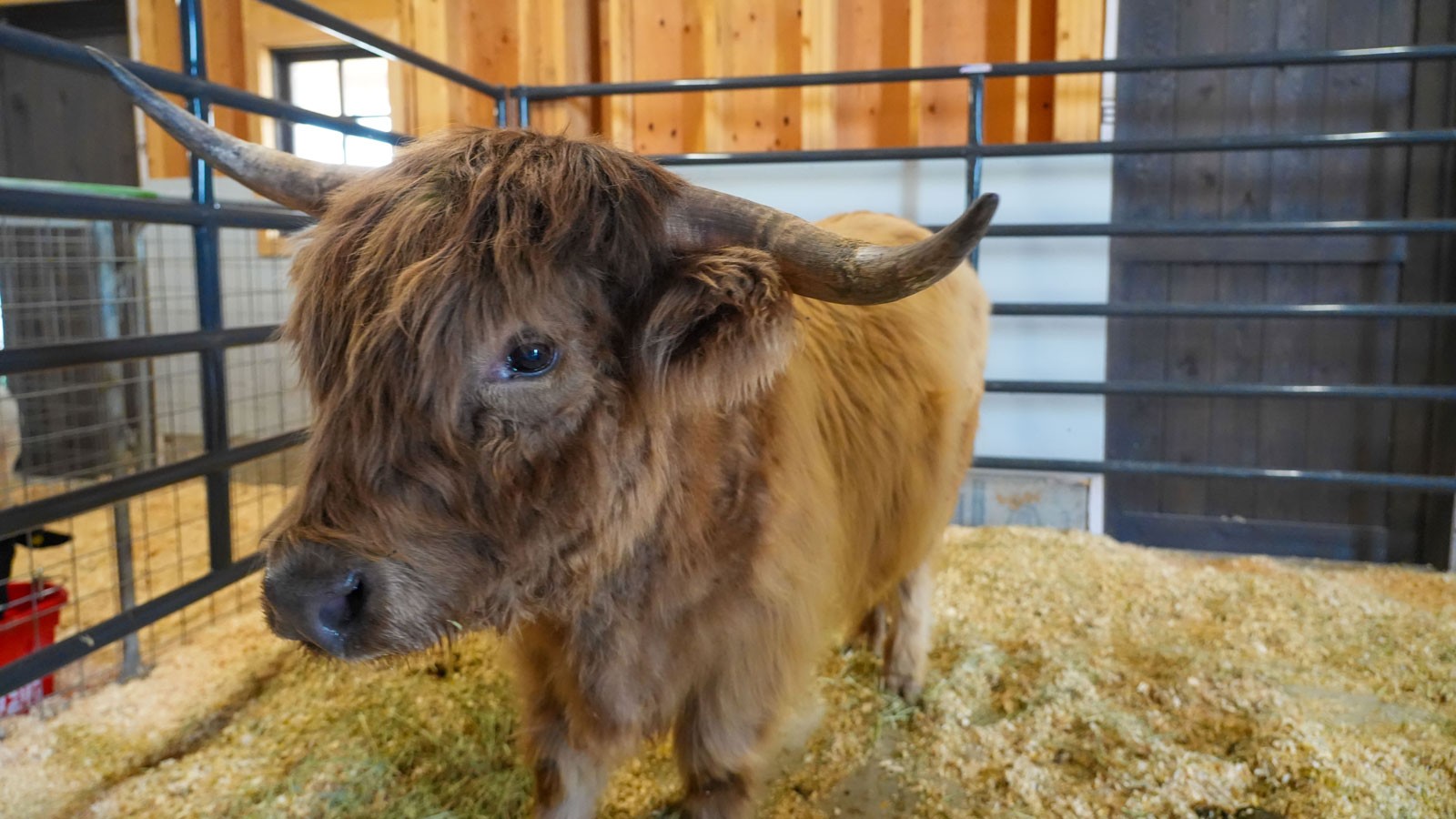 A hairy bovine in a pen.