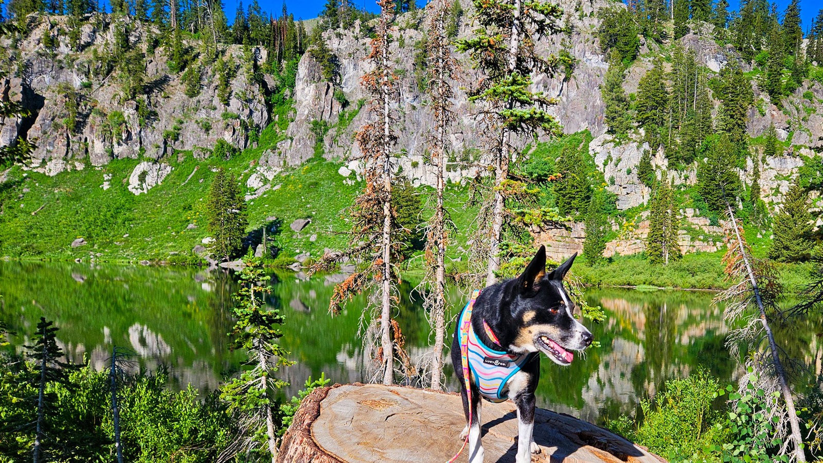A dog standing on a stump near a mountain lake.