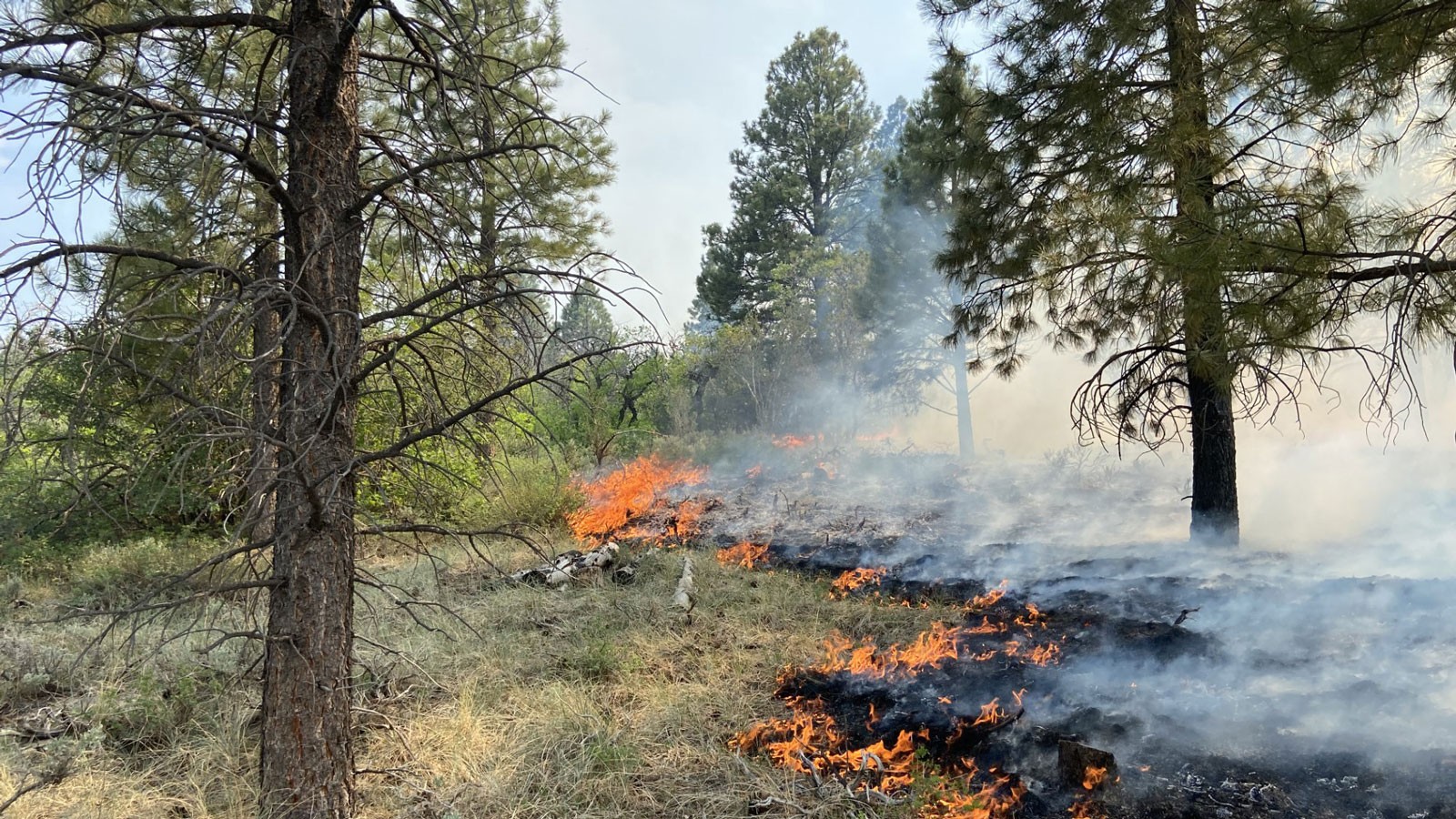 A fire burning in a pine forest.
