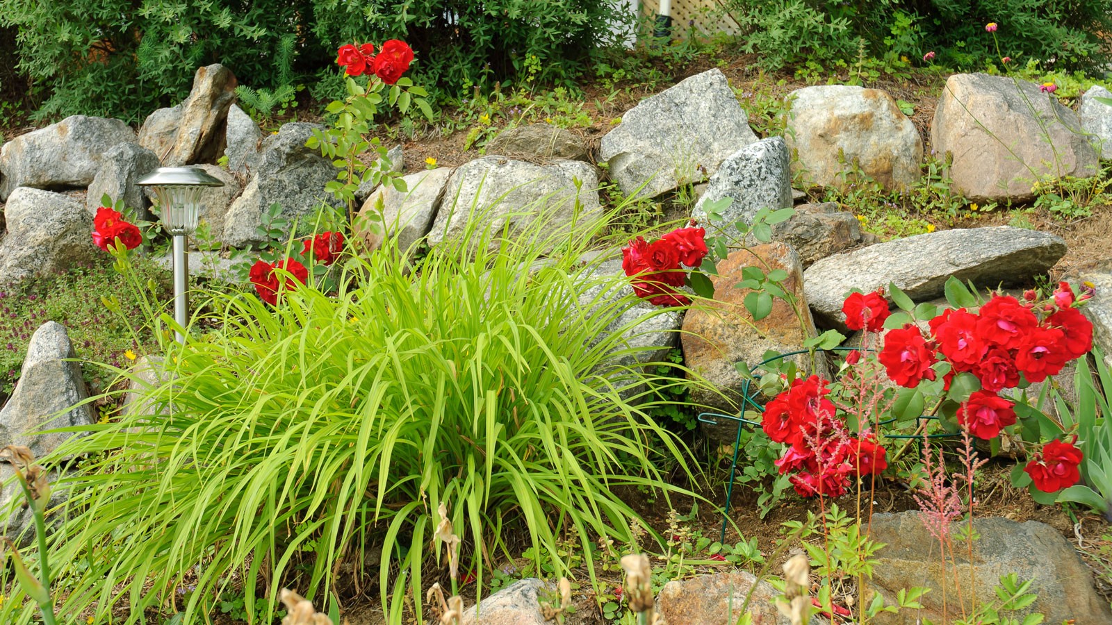 Roses and ornamental grasses growing in a garden.