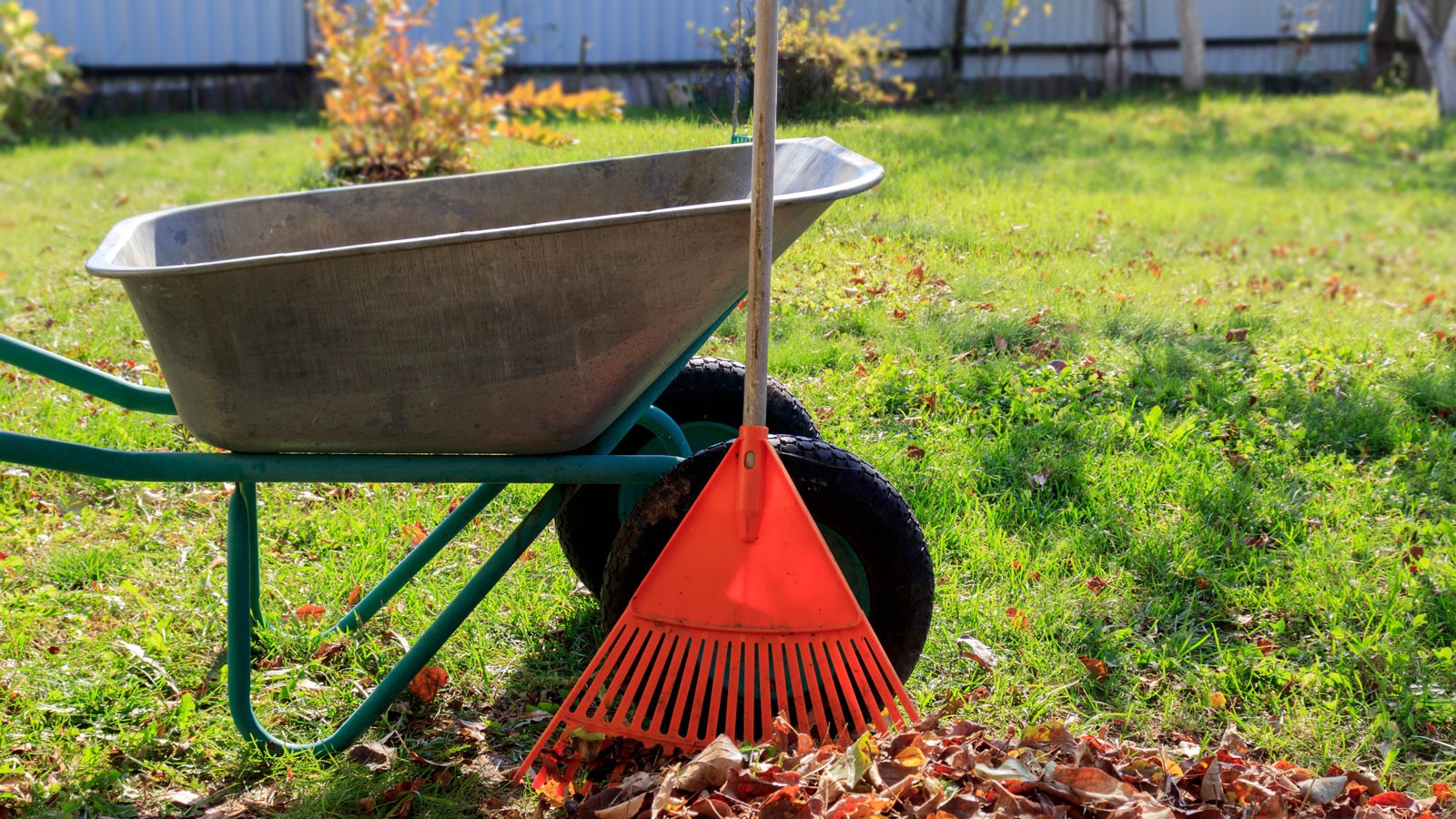 A wheelbarrow by a rake and fallen leaves.