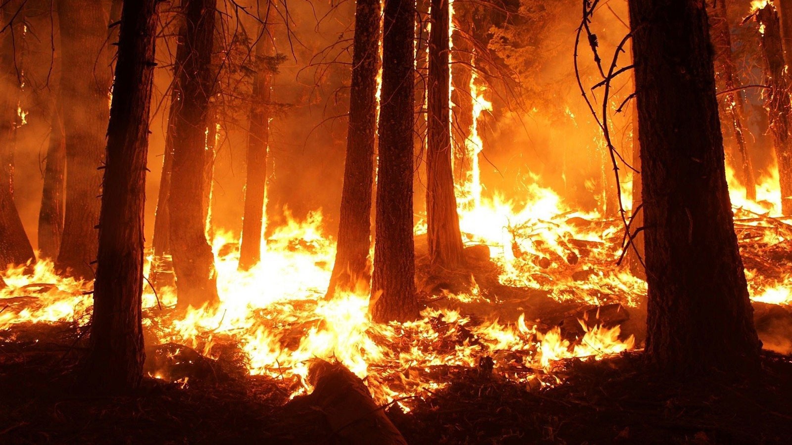 A wildfire burning in a forest.