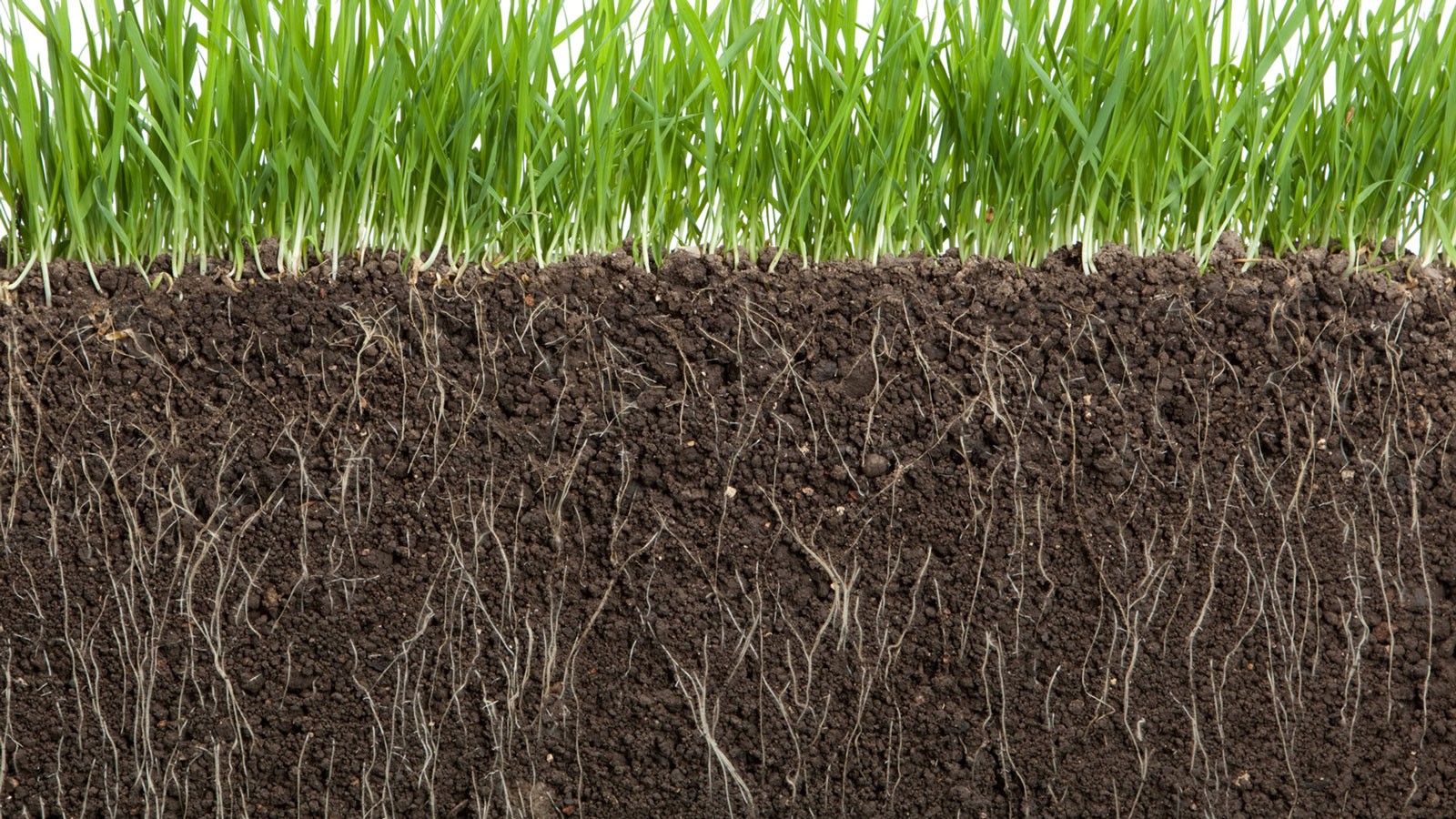 A cross-section showing grassroots growing down into soil.