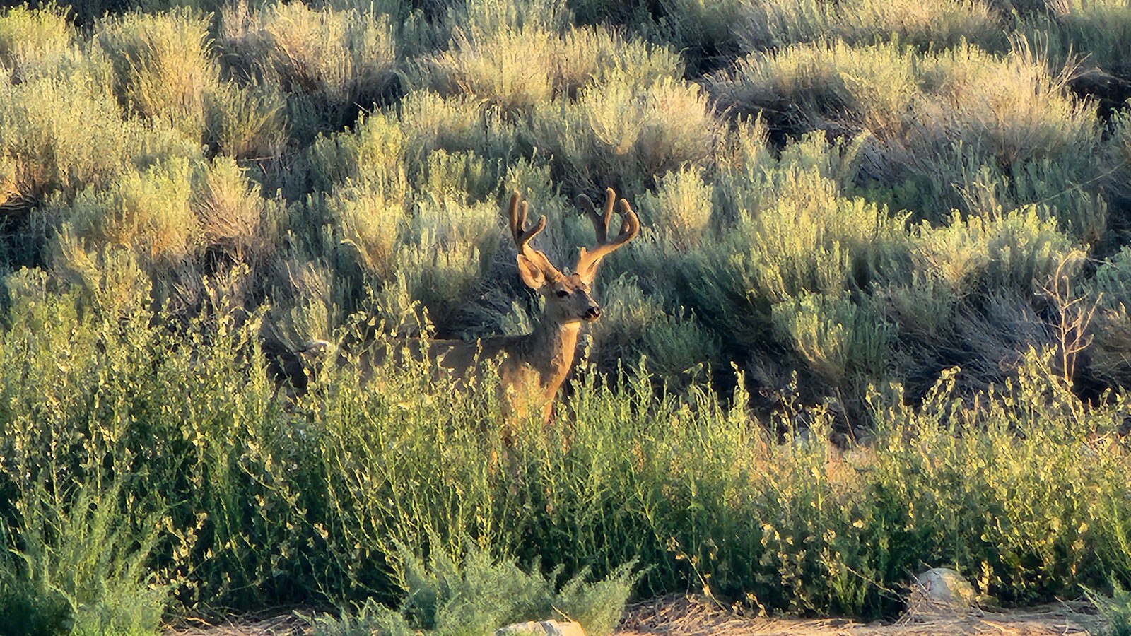 A mule deer buck standing among sagebrush.