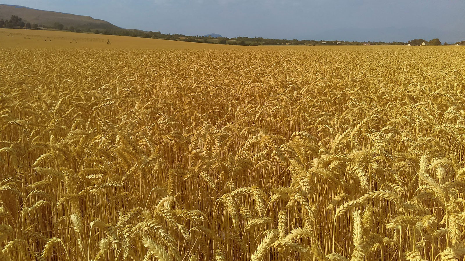 A wheat field.