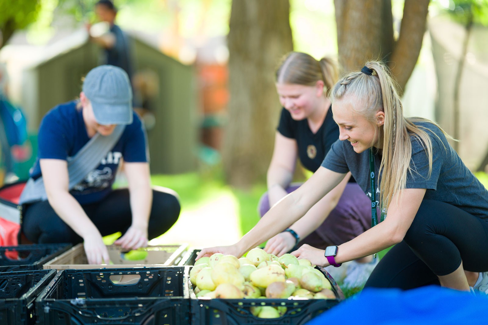 Volunteers picking fruit.