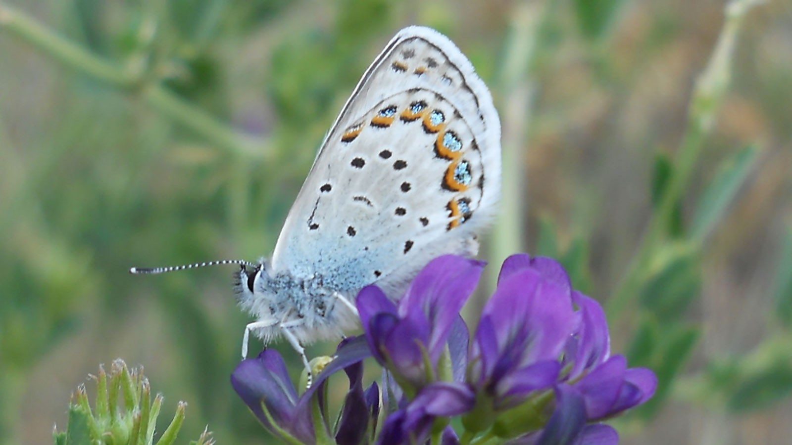 Lycaeides butterfly