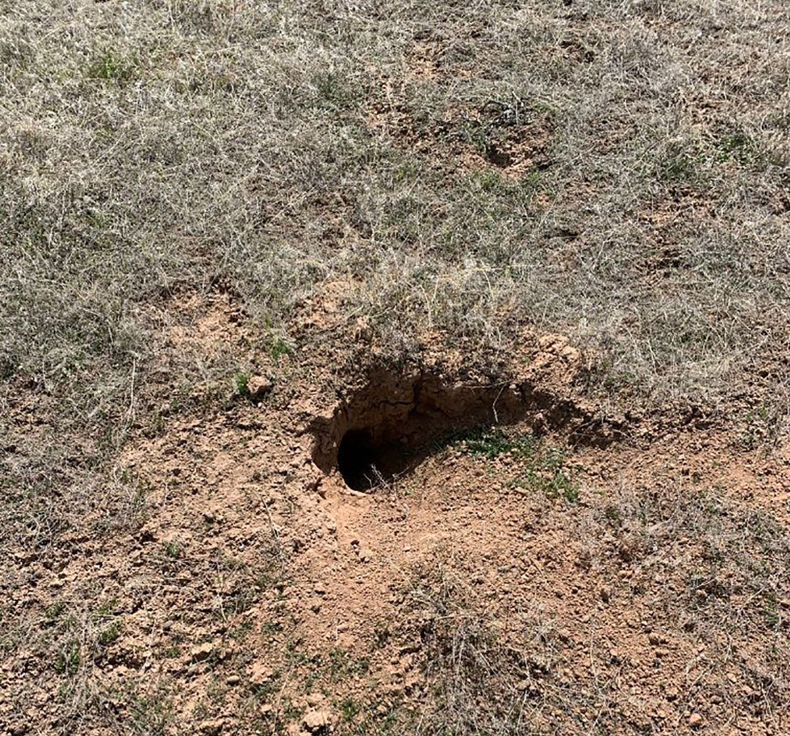 Prairie Dog burrow.