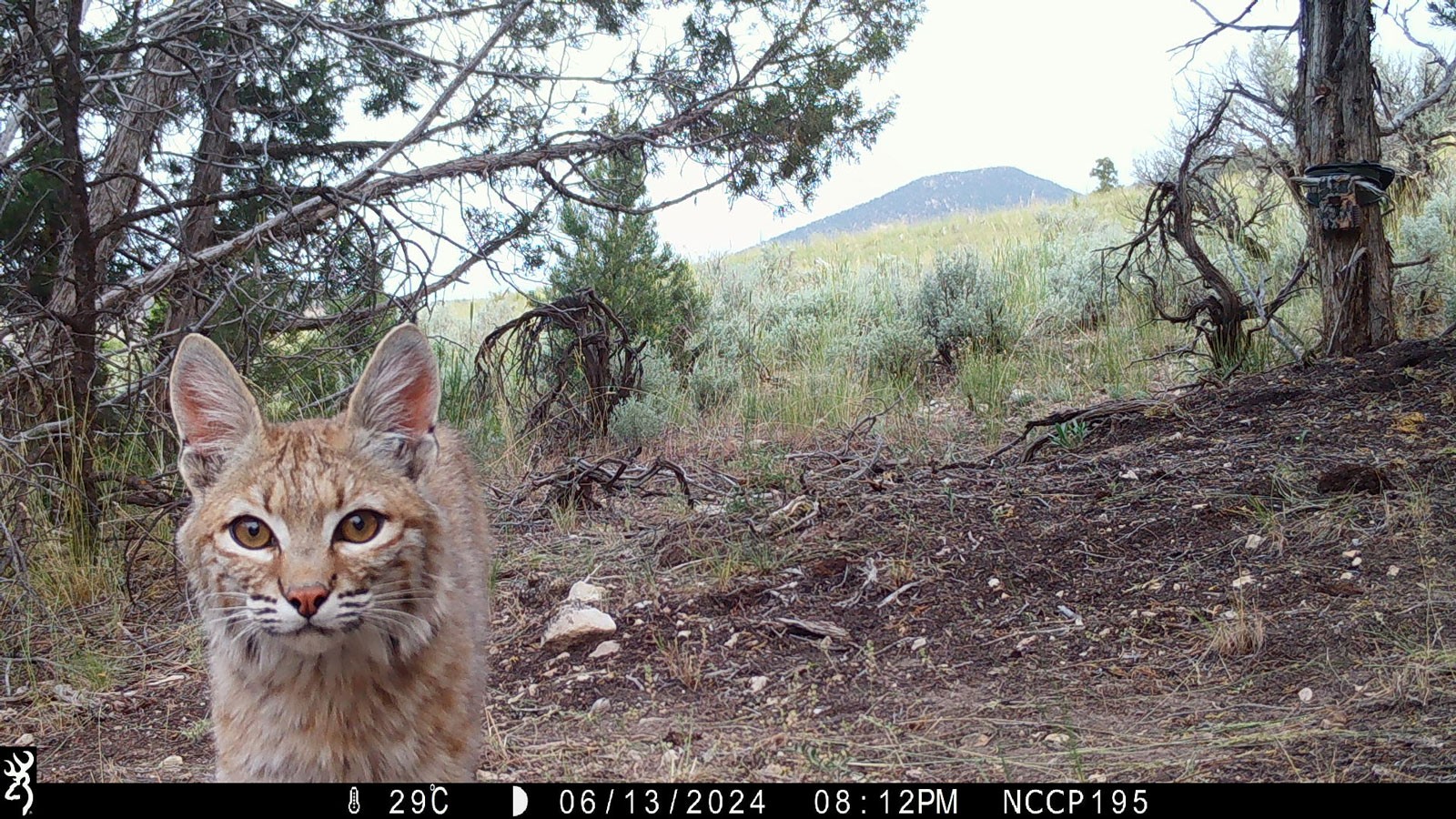 A bobcat in the wilderness, as seen on a trail camera.