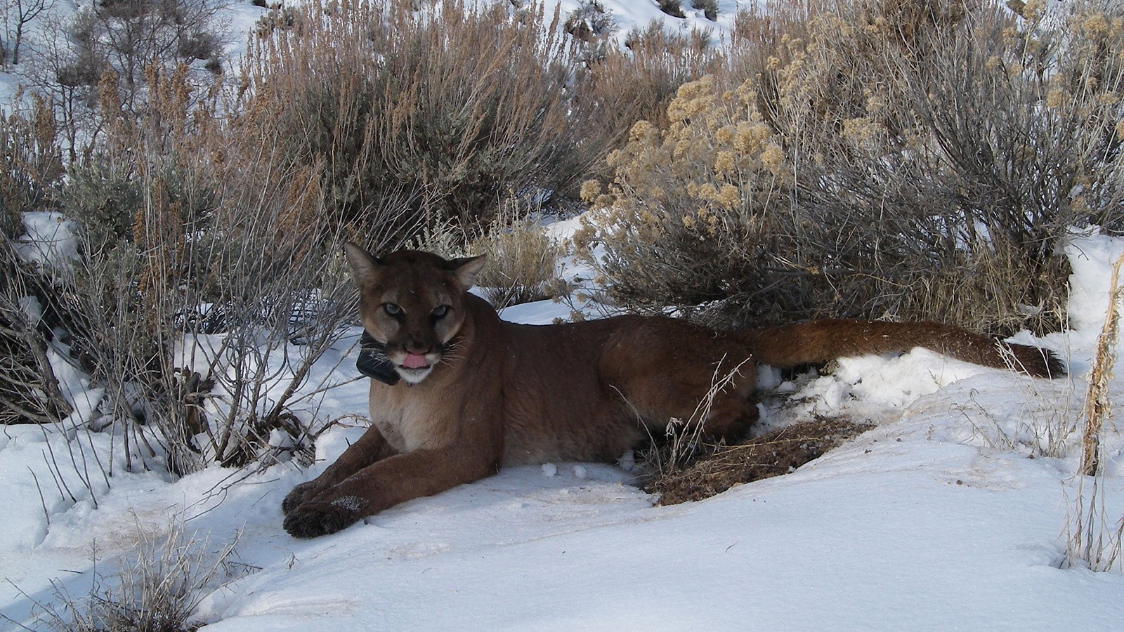 Mountain lion in the wild.
