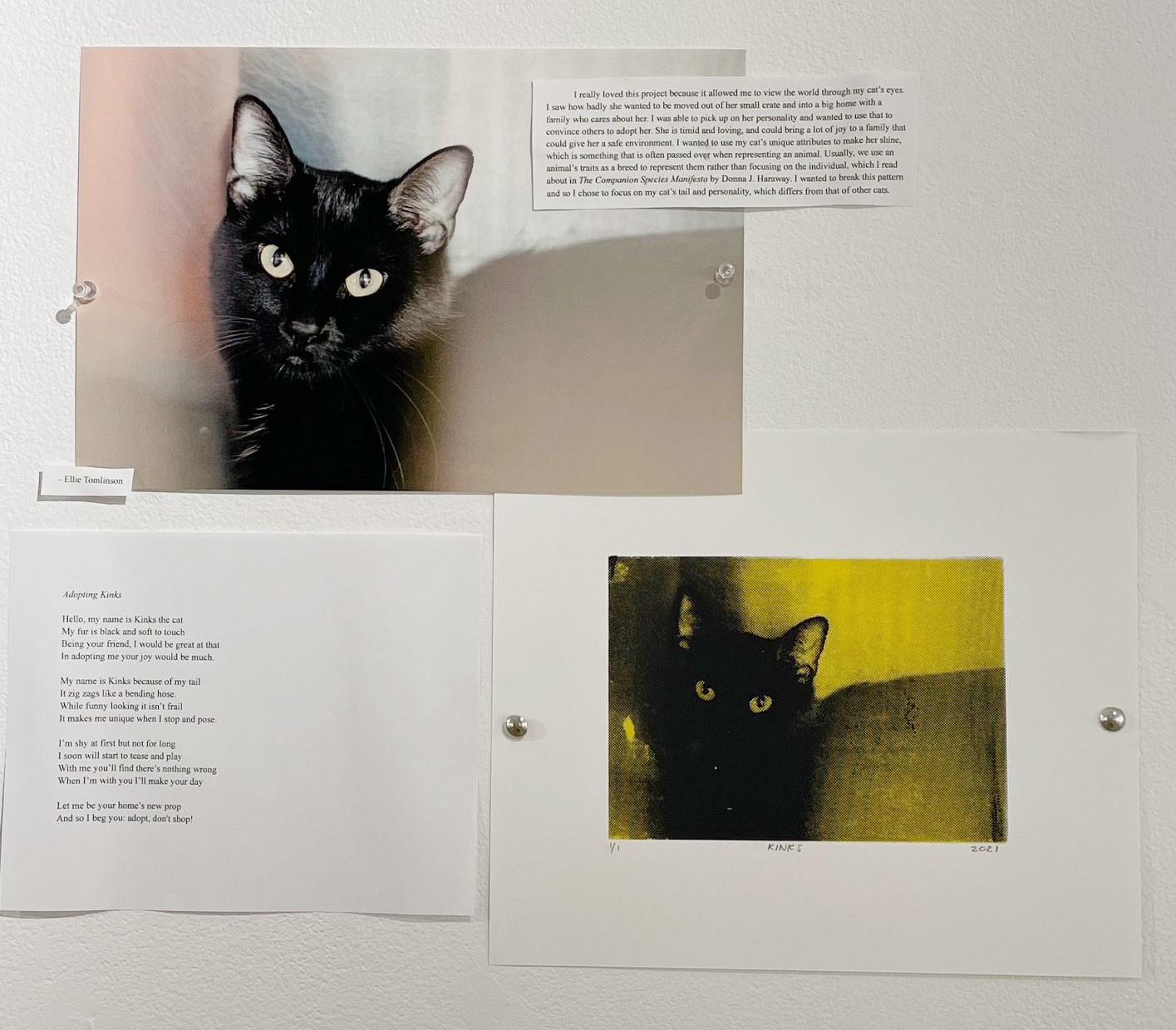 A student project with pictures of cats hangs in a gallery.