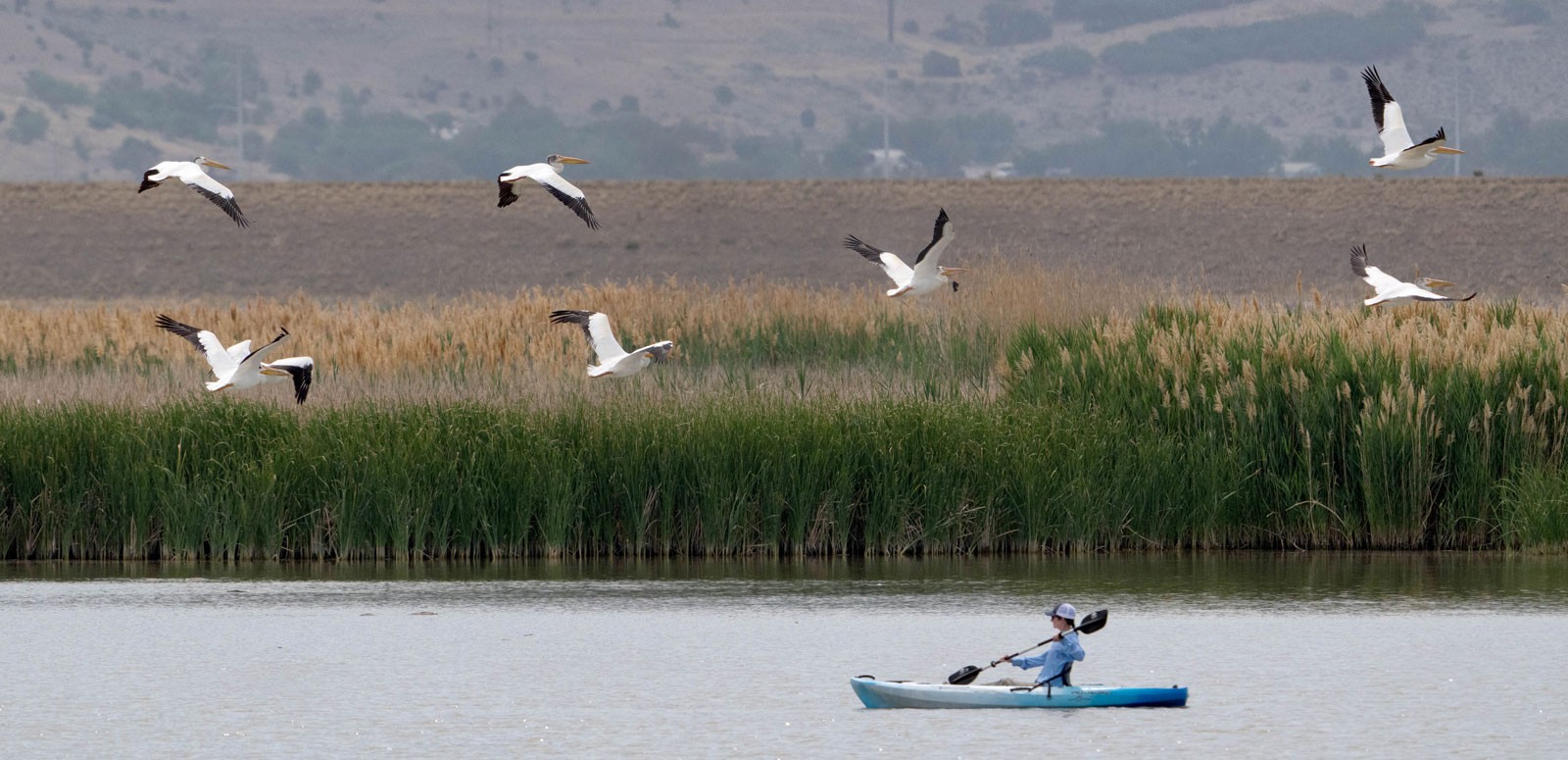 Pelicans flying over a kayaker.