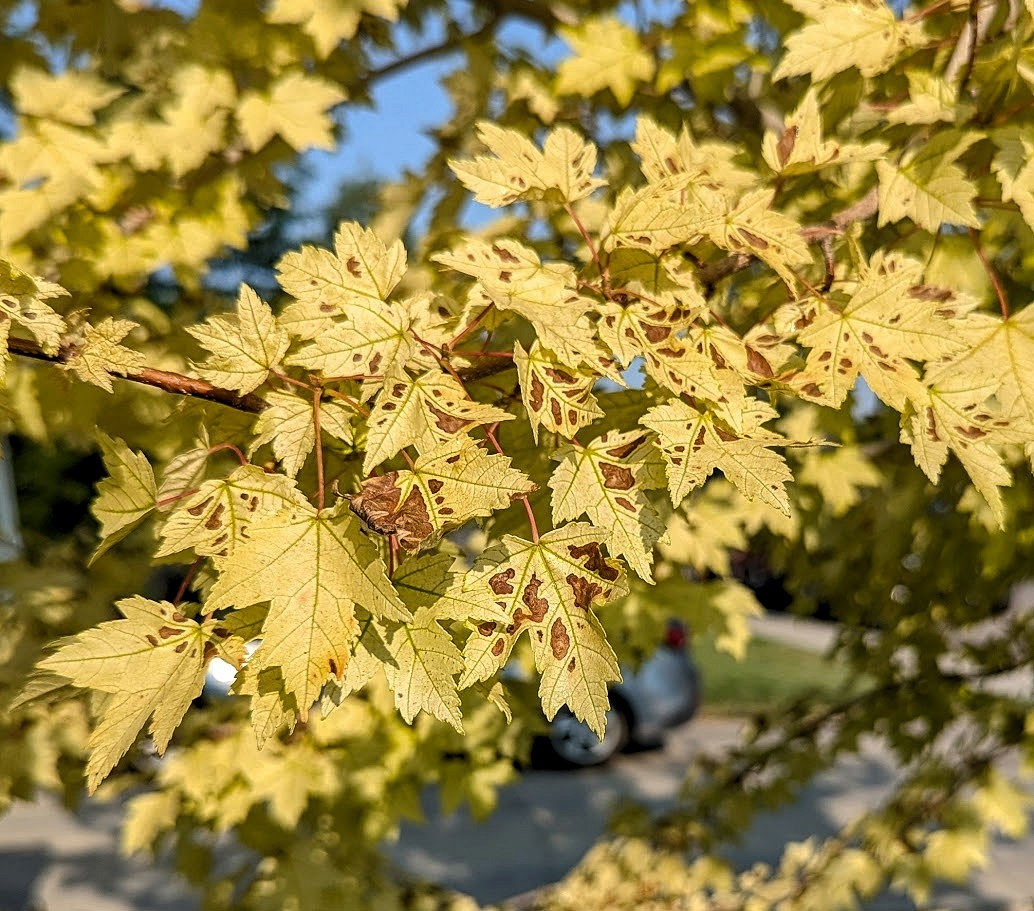 Tree leaves with brown spots.