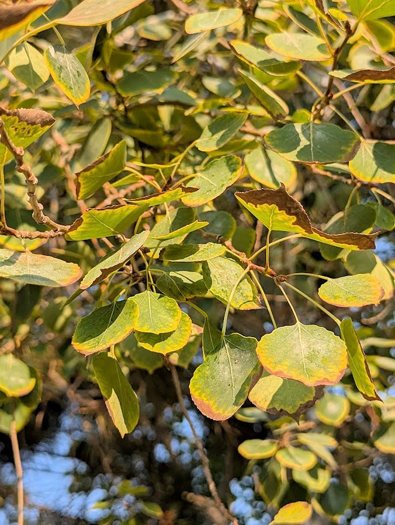 Leaves with the edges turning brown.
