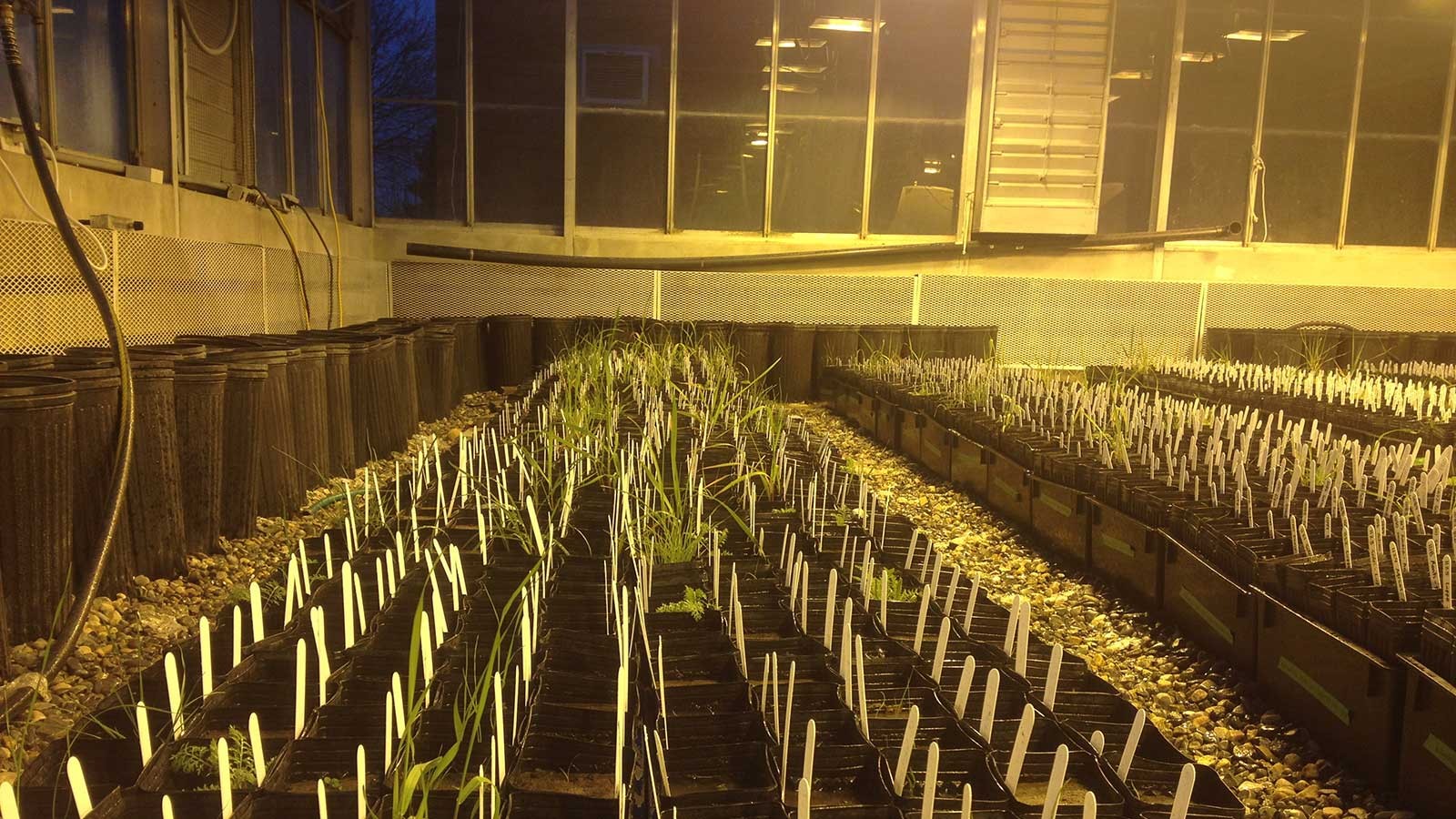 plants growing in greenhouse environment
