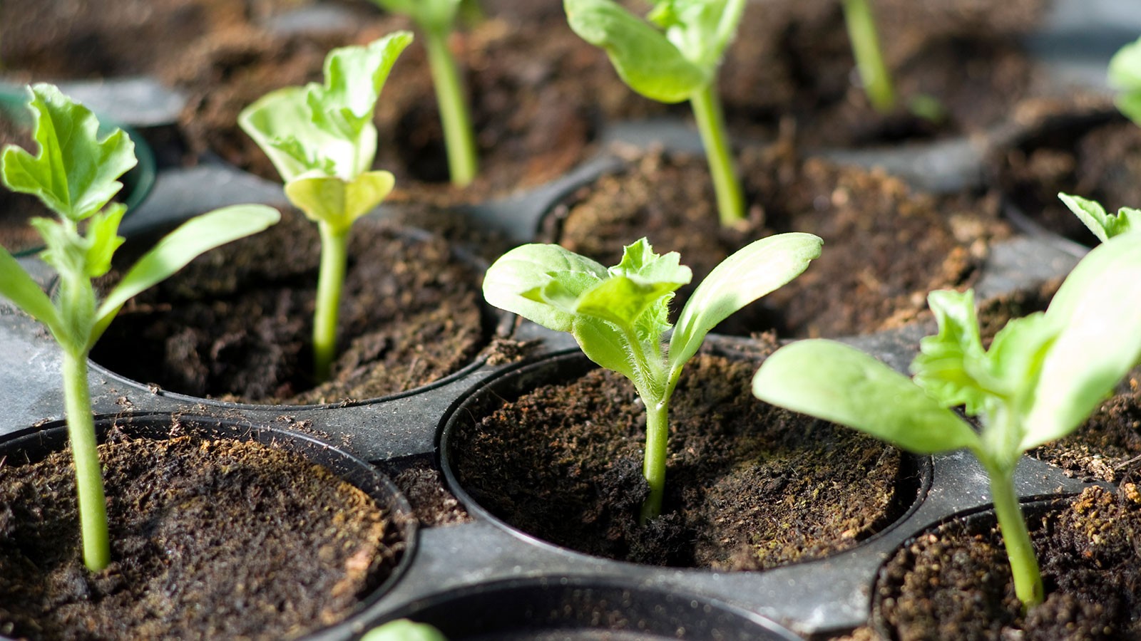 plant starts.