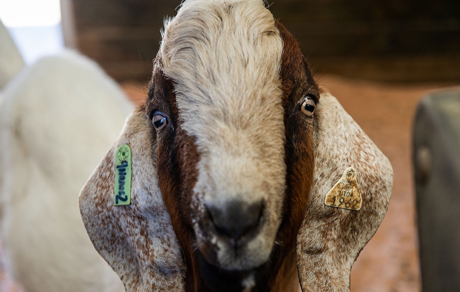 closeup of a goat.