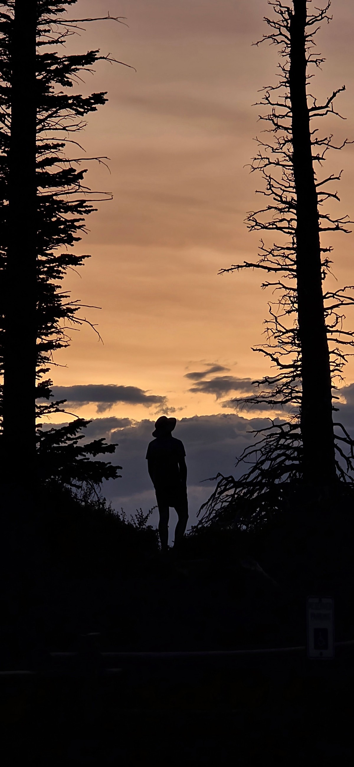 A person standing between two trees at sunset.